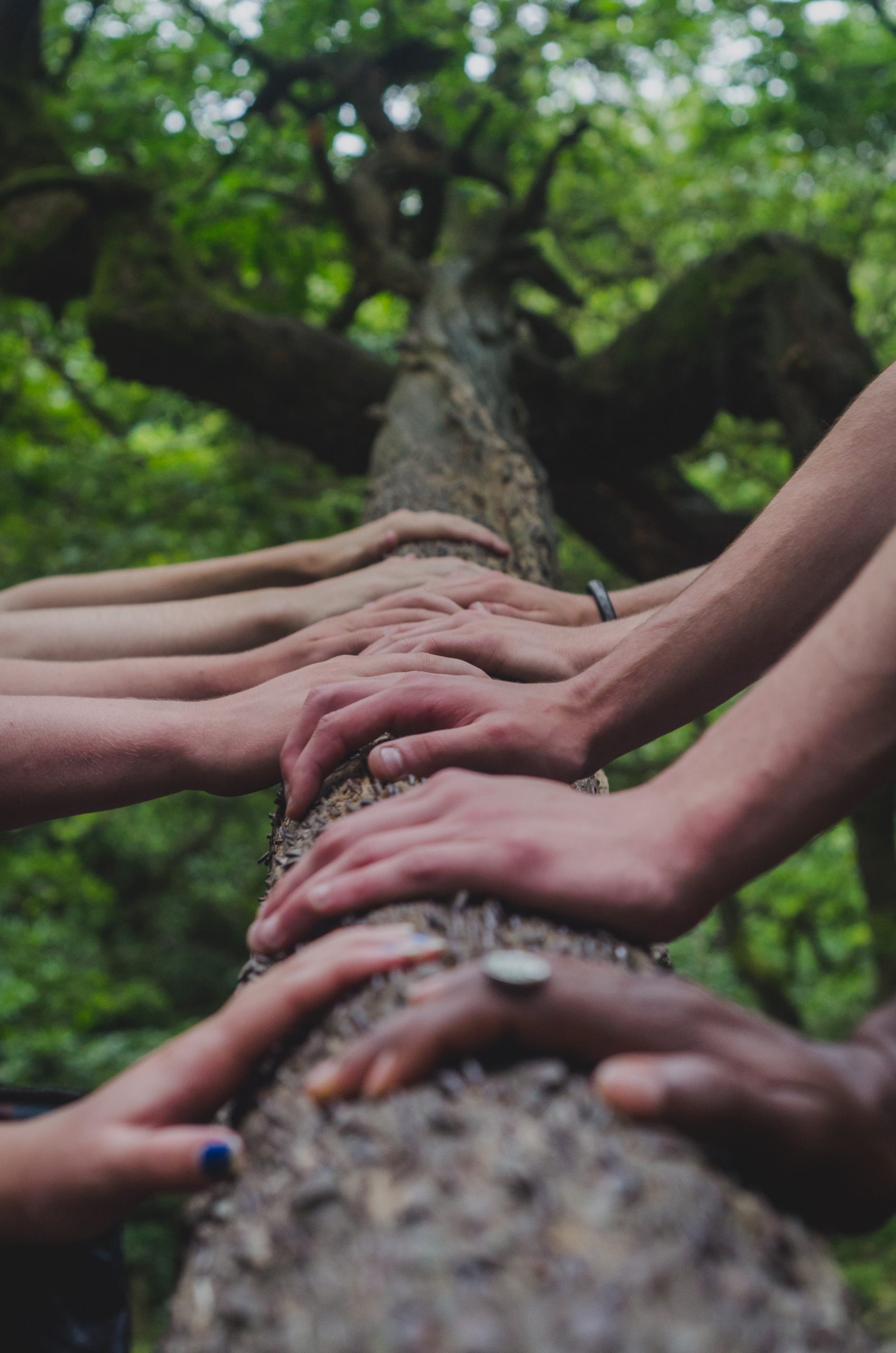 Hands resting on the bark of a tree